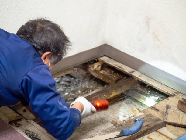 Best Residential Mold Remediation in Marlton, MD