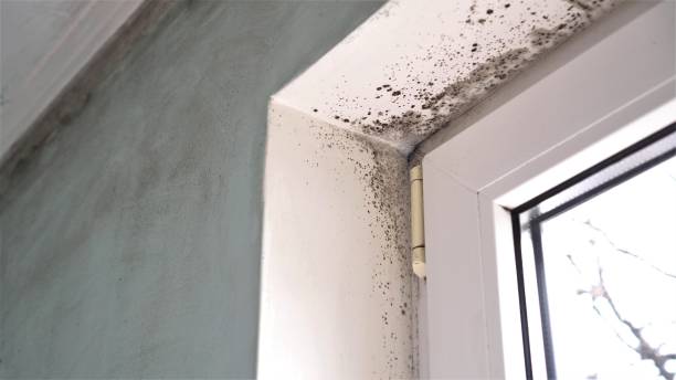 Best HVAC Mold Remediation in Marlton, MD