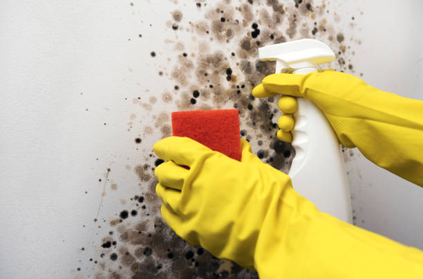 Best Insurance-Related Mold Remediation in Marlton, MD