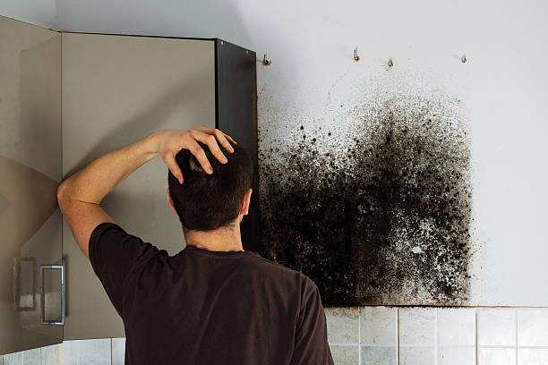 Best DIY Mold Remediation Support Services in Marlton, MD