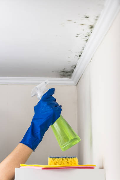 Best Black Mold Remediation in Marlton, MD